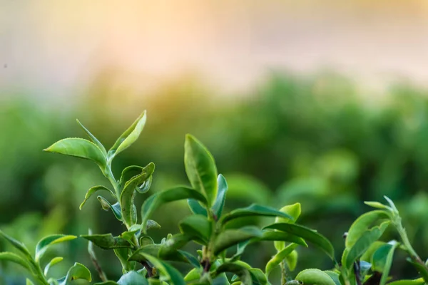 Green Tea Tree Leaves Field Fresh Young Tender Bud Herbal — Stock Photo, Image