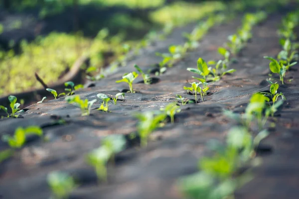 Salad farm vegetable green oak lettuce. Close up fresh organic hydroponic vegetable plantation produce green salad hydroponic cultivate farm. Green oak lettuce salad in green Organic plantation Farm