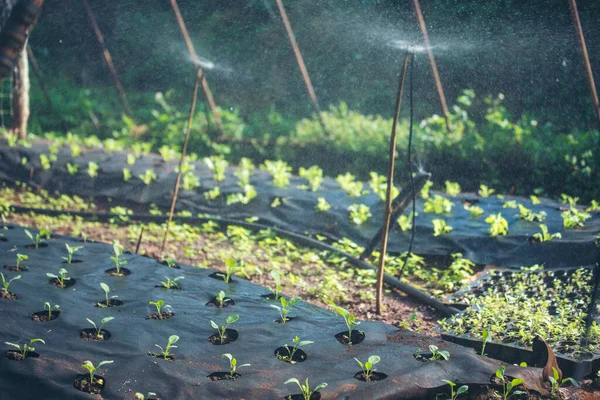 Salad farm vegetable green oak lettuce. Close up fresh organic hydroponic vegetable plantation produce green salad hydroponic cultivate farm. Green oak lettuce salad in green Organic plantation Farm