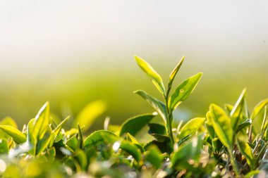 Kamelya Sinensis organik çiftliğinde yeşil çay ağacı yaprağı bitkisi. Ağaç çay tarlalarını kapatın sabah yeşil doğa arka planı. Taze taze tomurcuk bitkisel yeşil çay ağacı çiftlikte