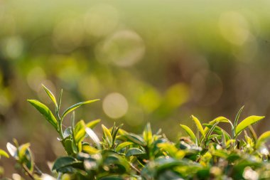 Yeşil çay ağacı tarlada taze taze tomurcuk bitkisel yeşil çay ağacı kamelya sinensis organik çiftliğinde. Taze Ağaç çay tarlalarını kapatın. Dağ yeşili doğa bitkisel bitki arka planında.