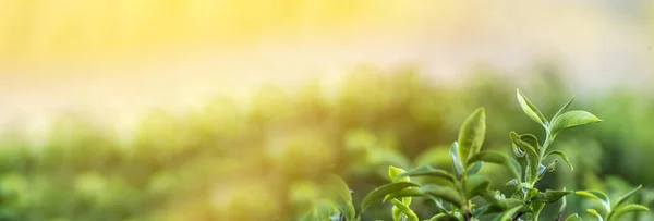 Bannière Arbre Thé Vert Laisse Lumière Soleil Biologique Ferme Camellia — Photo