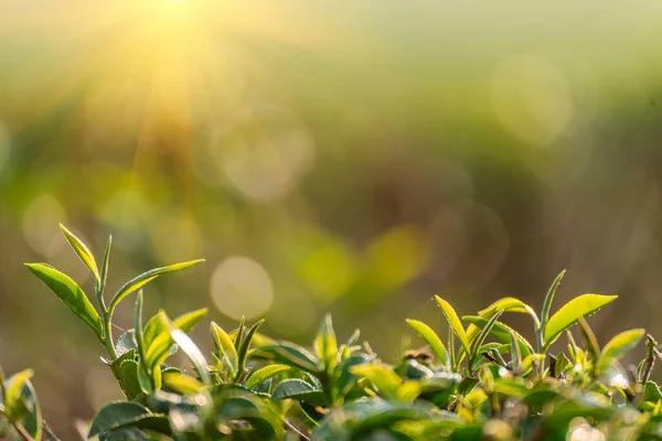 Green tea tree leaves camellia sinensis in organic farm sunlight. Fresh young tender bud herbal farm on summer morning. Sunlight Green tea tree plant. Close up Tree tea plant green nature in morning