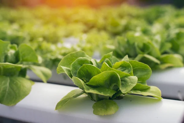 Salad farm vegetable green oak lettuce. Close up fresh organic hydroponic vegetable plantation produce green salad hydroponic cultivate farm. Green oak lettuce salad in green Organic plantation Farm