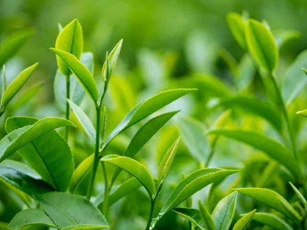 Зеленое Чайное Дерево Листья Поля Молодой Нежный Бутон Травяной Зеленый — стоковое фото