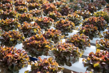 Salata çiftliği sebzesi, kırmızı meşe marulu. Taze organik hidroponik sebze tarlasını kapatın. Kırmızı yeşil salata hidroponik tarım çiftliği oluşturun. Yeşil organik tarım çiftliğinde kırmızı meşe salatası..
