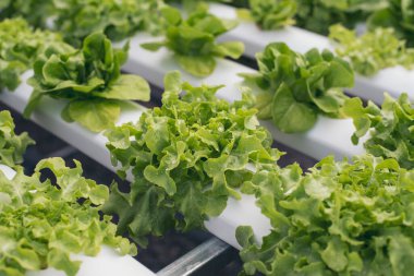 Salad farm vegetable green oak lettuce. Close up fresh organic hydroponic vegetable plantation produce green salad hydroponic cultivate farm. Green oak lettuce salad in green Organic plantation Farm
