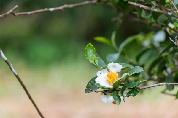 Green tea tree Flower fresh leaves in eco herbal farm. Tree tea plantations in morning sun light. Freshness herbal natural garden farmland. Drinking organic relax. Green tea tree in farm