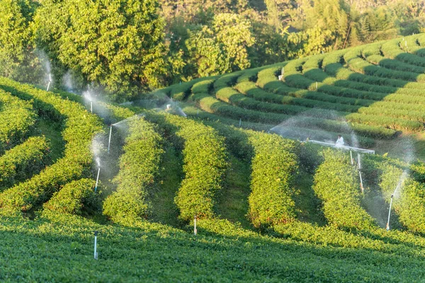 Green tea tree field Garden water hose landscape. Organic farm tender bud herbal Green tea tree in camellia sinensis watering. Close up Fresh Tree tea plantation mountain green nature in herbal farm