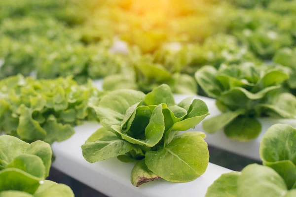 Salad farm vegetable green oak lettuce. Close up fresh organic hydroponic vegetable plantation produce green salad hydroponic cultivate farm. Green oak lettuce salad in green Organic plantation Farm