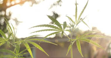 Yeşil Marihuana ağacı esrarı seraya narkotik bitkiler eker. Kenevir yaprağı güneş ışığında kenevir ham petrol ilaç çiftliği yaptı. Tam kan sayımı, THC bitki tarımı, ot yaprağı, ot, ilaç, sağlık konsepti.