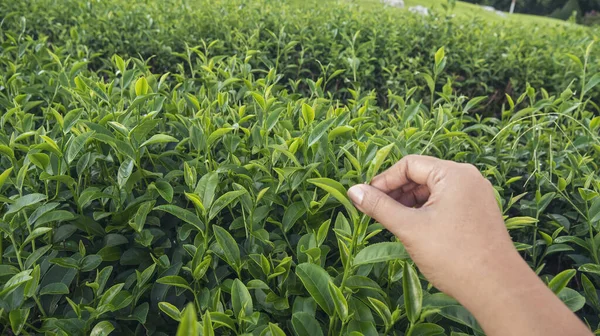 Woman hand plucking green tea tree picking bud young tender camellia sinensis leaves organic farm. Hand holding harvest plucking black green tea herbal agriculture. Woman work Black Tea farm harvest