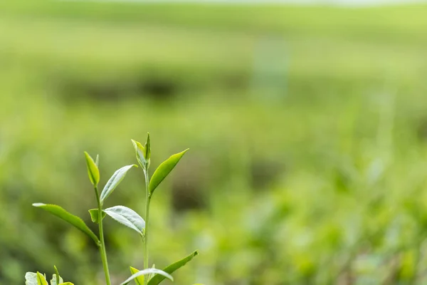 Green tea tree leaves field plant in camellia sinensis organic farm. Close up Tree tea plantations mountain green nature background in morning. Fresh young tender bud herbal Green tea tree in farm