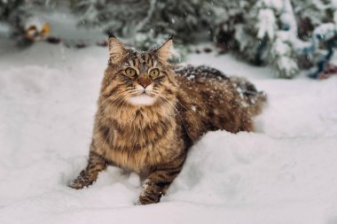 Karlı bir kış günü parkta tüylü bir Maine Rakunu 'nu gezdiriyorum..