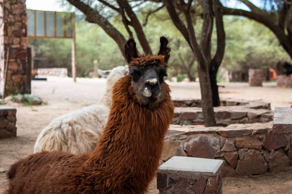 Wild animal from northern Argentina. Wild animal in Jujuy, Argentina. A wild llama resting in Jujuy