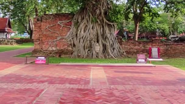 古代の木で仏頭 Ayyuthayya寺 ワット マハその寺院 アユタヤ 木の上の仏頭 — ストック動画
