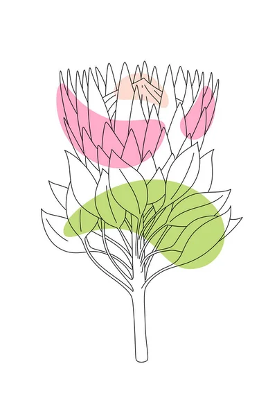 Ilustración Botánica Minimalista Vectorial Dibujo Artístico Rama Protea Con Formas — Vector de stock