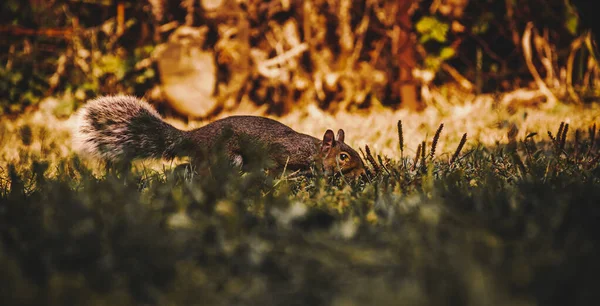 Esquilo Cinzento Escondendo Grama — Fotografia de Stock