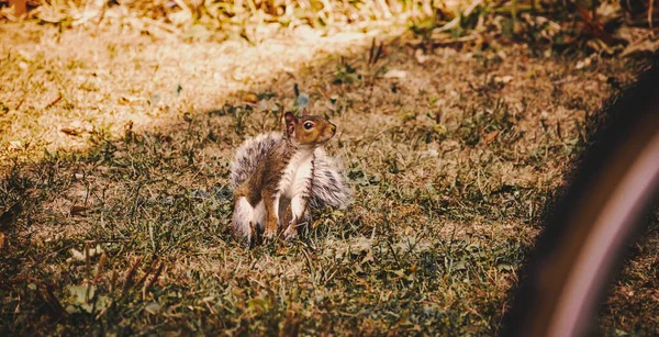 Grauhörnchen Schaut Den Himmel — Stockfoto