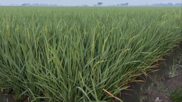 Arroz Com Beleza Orvalho Manhã Uma Ampla Extensão Campos Arroz — Vídeo de Stock