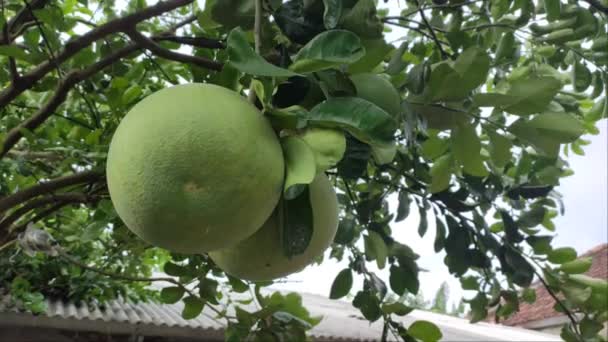帕梅拉橙子 一种新鲜的印度尼西亚水果 — 图库视频影像