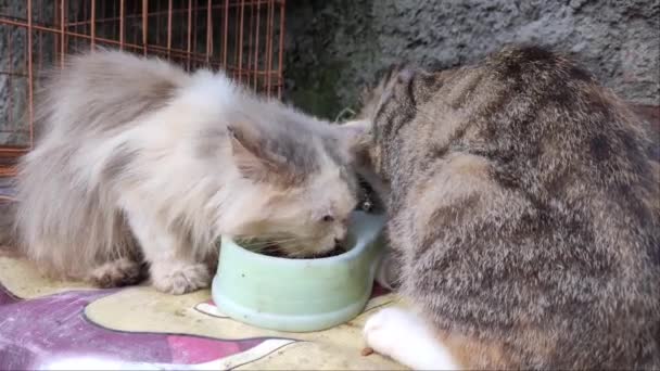 Twee Perzische Katten Eten Vraatzuchtig — Stockvideo