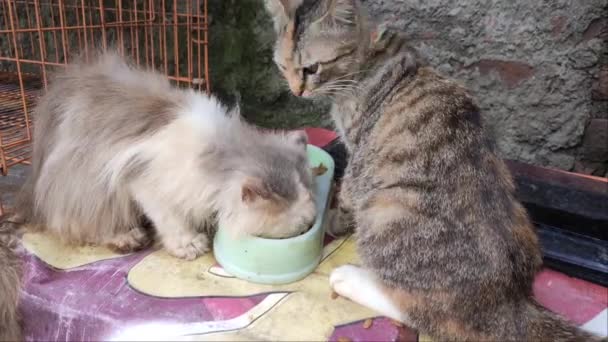 Two Persian Cats Eating Voraciously — Vídeo de Stock