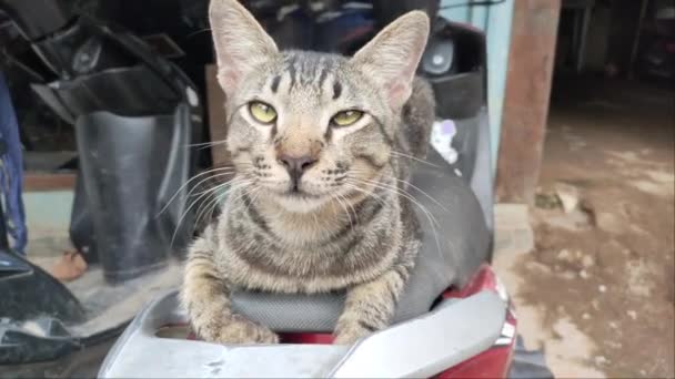 猫骑摩托车放松 — 图库视频影像