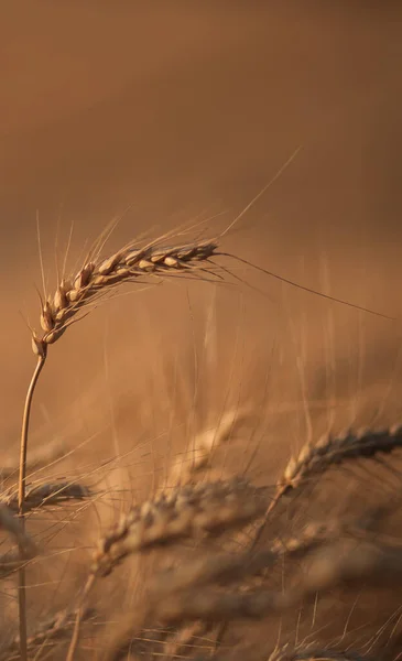 Tarlada Olgun Buğday Dalları Var Tarımsal Mahsul — Stok fotoğraf