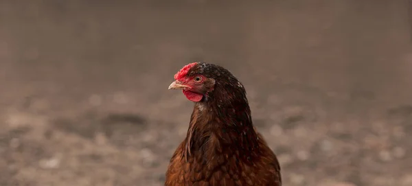 Cabeça Frango Bonita Fundo Embaçado Conceito Alimentos Carne Aves Agricultura — Fotografia de Stock