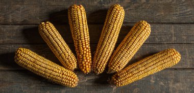 Ahşap masa dokusunda kurutulmuş mısır. Mısır, güneş ışınları şeklinde serilmiştir. Yiyecekler. Yaklaştın. Sarı mısır. Konsept: pazar, yiyecek, sebze, tahıl