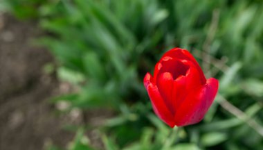 Güzel kırmızı çiçekler - laleler. Bahar, yaz, güzellik, doğa