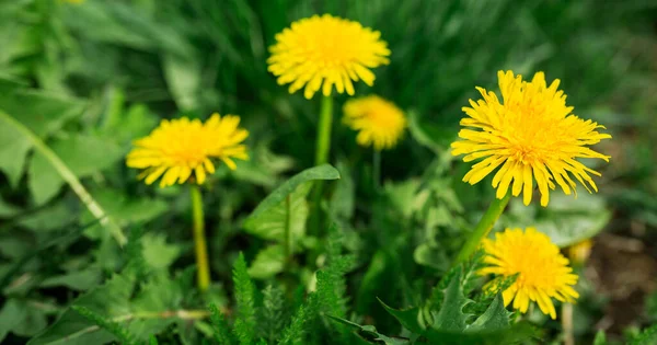 Yellow Dandelion Flowers Green Leaves Blurred Background — Stockfoto