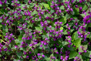 yeşil yapraklı mor küçük bahar çiçekleri