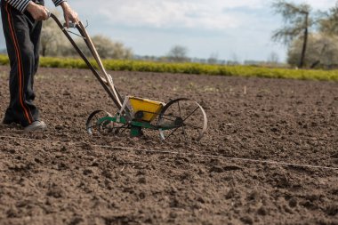 Yaşlı bir adam önüne pancar için manüel tohum eker. Tarım, tarım, pancar kökü, sebze bahçesi.