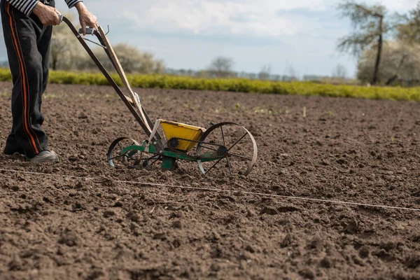Yaşlı bir adam önüne pancar için manüel tohum eker. Tarım, tarım, pancar kökü, sebze bahçesi.
