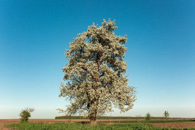 Manzara. Mavi gökyüzüne karşı çiçek açan yalnız armut ağacı. Bahar Yazı