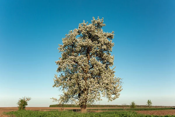 Manzara. Mavi gökyüzüne karşı çiçek açan yalnız armut ağacı. Bahar Yazı