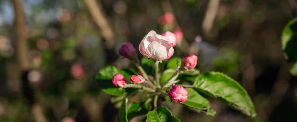 Fioritura Melo Fiore Rosa Sfondo Tramonto — Foto Stock