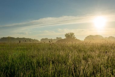 Ukrayna bozkırının üzerinde doğan güneş. Yaz havası, yeşil çimenler ve sis Yazı