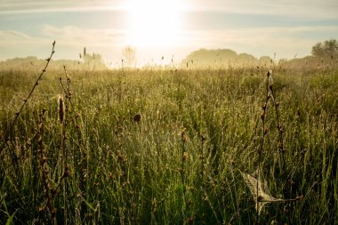 Cobweb and spider in the early morning at dawn. Summer weather, green grass and fog Summer