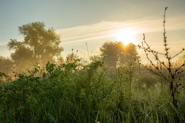 Sabahın erken saatlerinde örümcek ağı ve örümcek. Yaz havası, yeşil çimenler ve sis Yazı