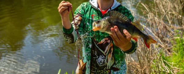 A fisherman holds a perch fish in his hand