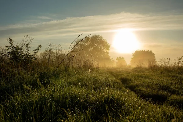 Şafak vaktine ve uzaktaki yola bakıyorum. Yeşil çimen, sis ve çiy