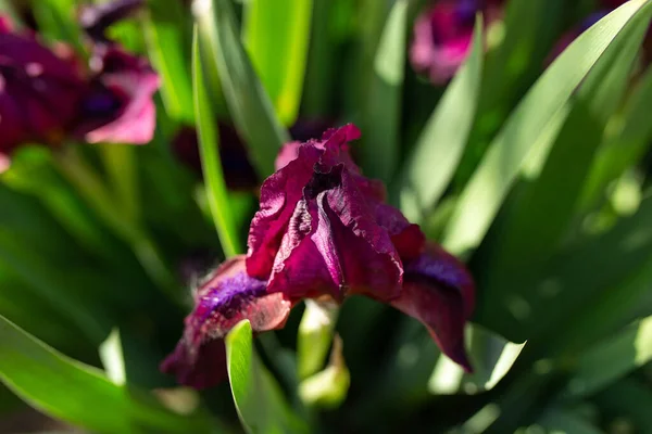 Background Background Purple Flowers Cockerel Irises View Green Leaves – stockfoto