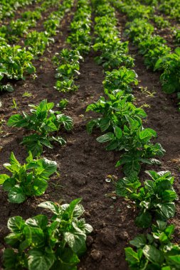 Patates tohumu ekilmiş. Sebze bahçesi, tarım, kırsal, iş