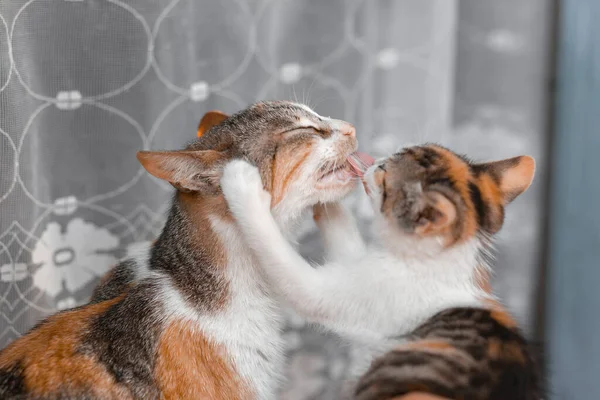 Mother Cat Playing Her Child Licks Kitten Tongue — Stock Photo, Image