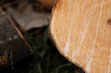 Kesik bacak. Ağacın çapraz kesimi. Kalorifer atığı yakmak için odun. tarım endüstrisi