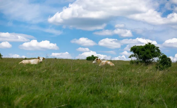 Sommer Wiese Und Wolken Kühe Liegen Auf Dem Gras Landwirtschaft — Stockfoto