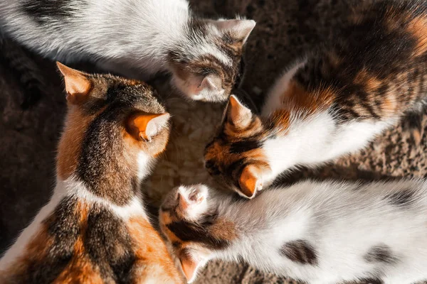 Mother cat and 3 kittens eat food. View from above. Goods for animals, pet shop, pet supplies